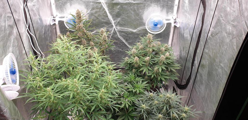 GreenPoisonRedGorillaGirl&GorillaCookies. Week 7 - day48
