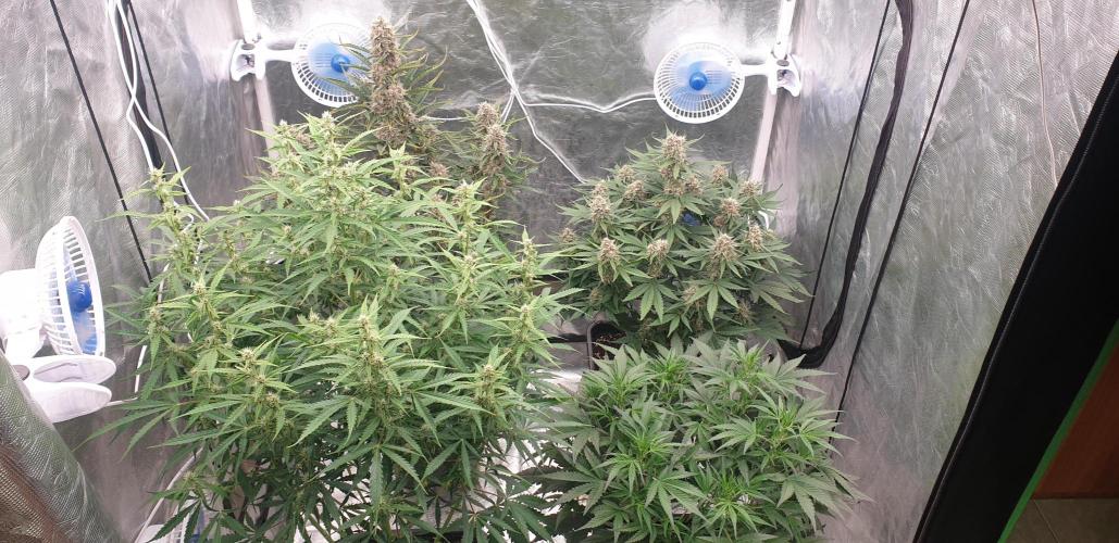 GreenPoisonRedGorillaGirl&GorillaCookies. Week 8 - day51