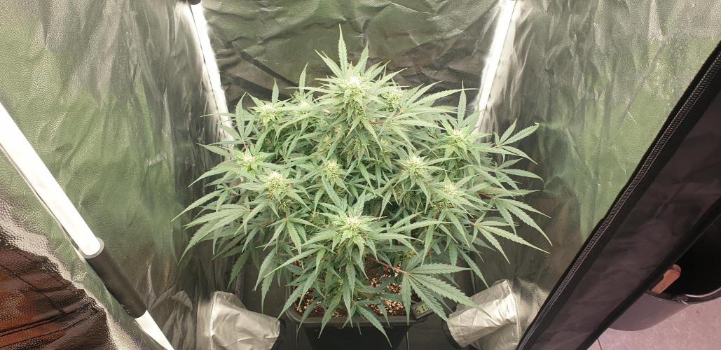 GreenPoisonRedGorillaGirl&GorillaCookies. Week 8 - day52