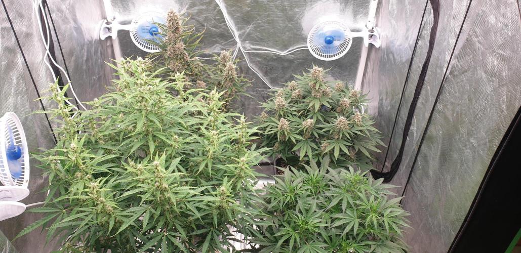 GreenPoisonRedGorillaGirl&GorillaCookies. Week 8 - day52