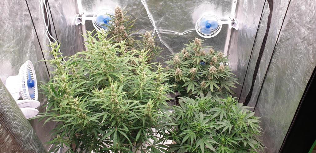 GreenPoisonRedGorillaGirl&GorillaCookies. Week 8 - day53