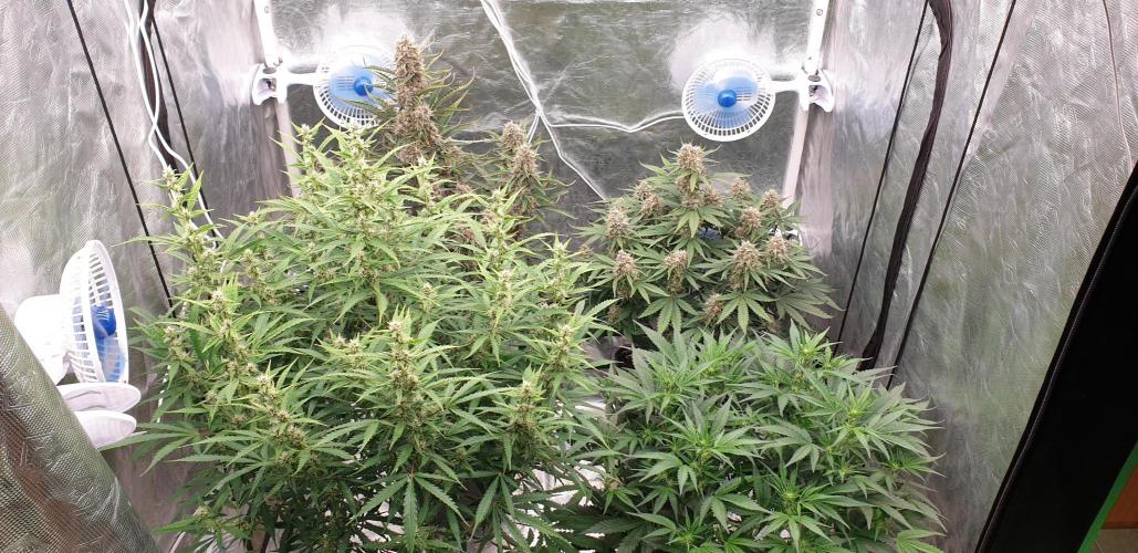 GreenPoisonRedGorillaGirl&GorillaCookies. Week 8 - day54