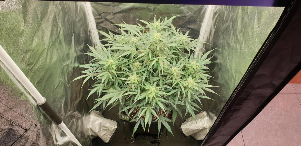 GreenPoisonRedGorillaGirl&GorillaCookies. Week 8 - day54