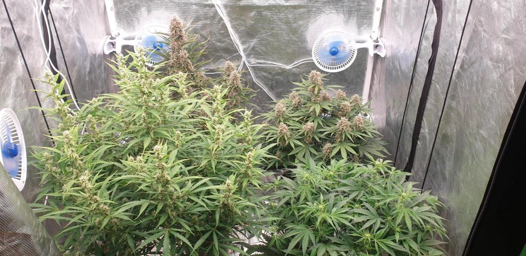 GreenPoisonRedGorillaGirl&GorillaCookies. Week 8 - day55