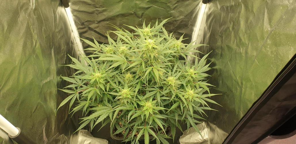 GreenPoisonRedGorillaGirl&GorillaCookies. Week 8 - day55