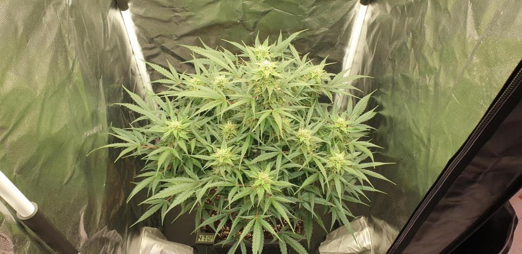 GreenPoisonRedGorillaGirl&GorillaCookies. Week 8 - day56