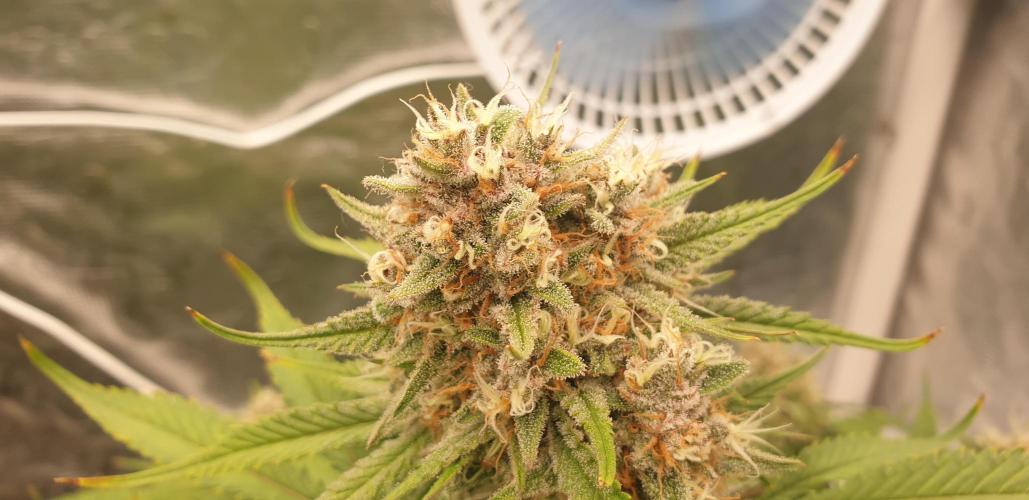 GreenPoisonRedGorillaGirl&GorillaCookies. Week 8 - day56