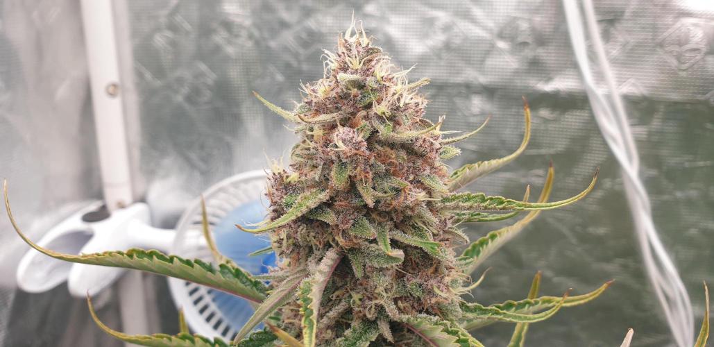 GreenPoisonRedGorillaGirl&GorillaCookies. Week 8 - day56