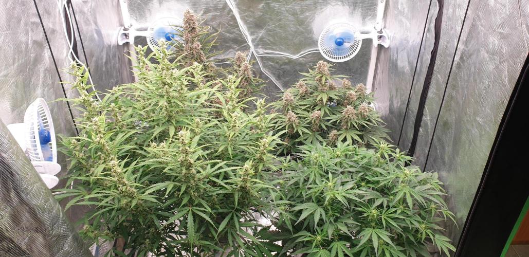 GreenPoisonRedGorillaGirl&GorillaCookies. Week 8 - day56/day39