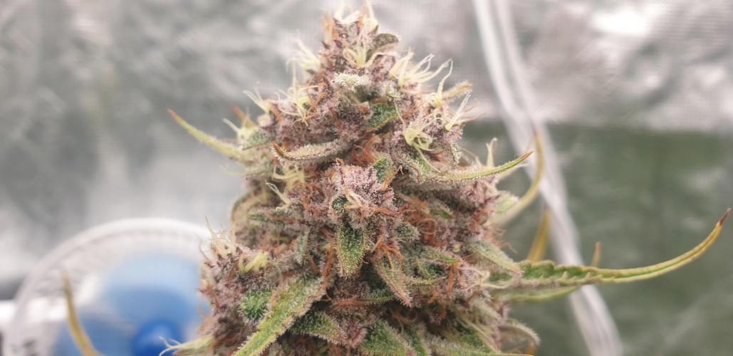 GreenPoisonRedGorillaGirl&GorillaCookies. Week 9 - day57