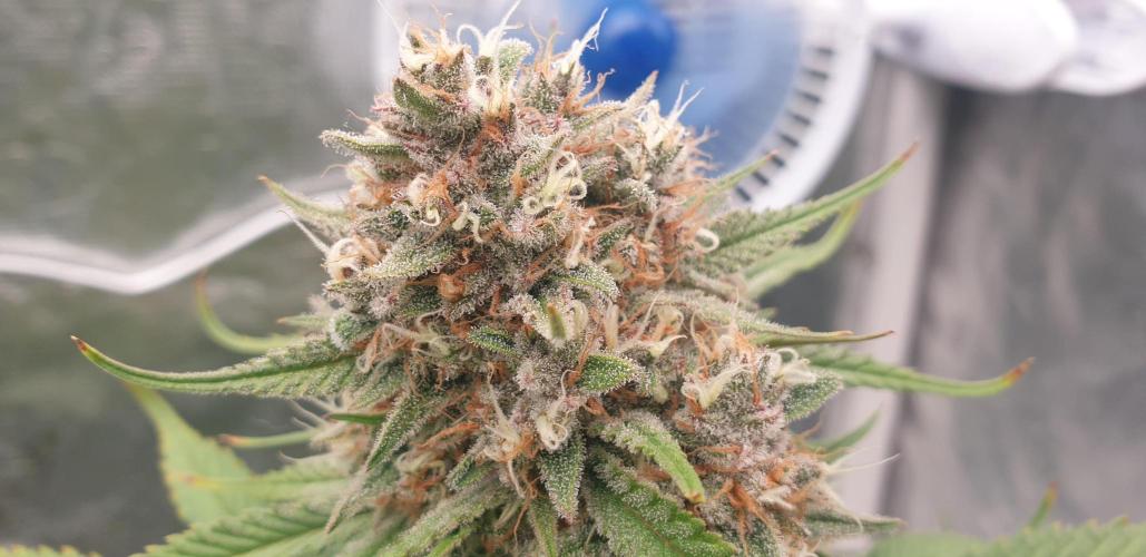 GreenPoisonRedGorillaGirl&GorillaCookies. Week 9 - day57