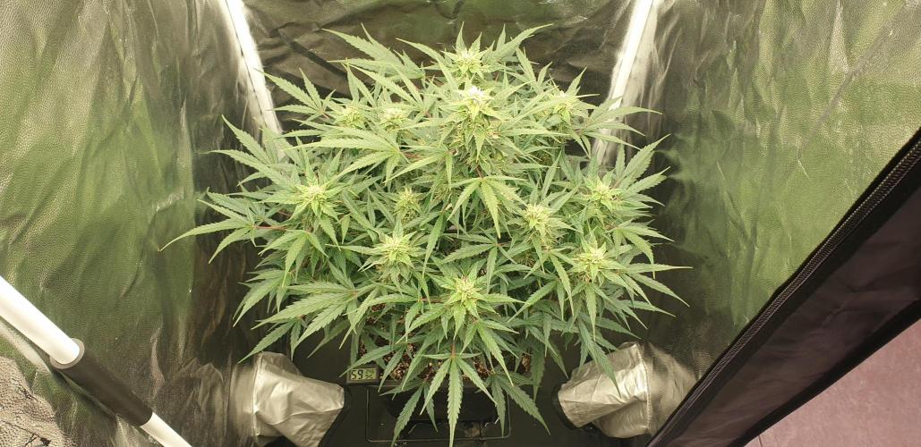 GreenPoisonRedGorillaGirl&GorillaCookies. Week 9 - day57