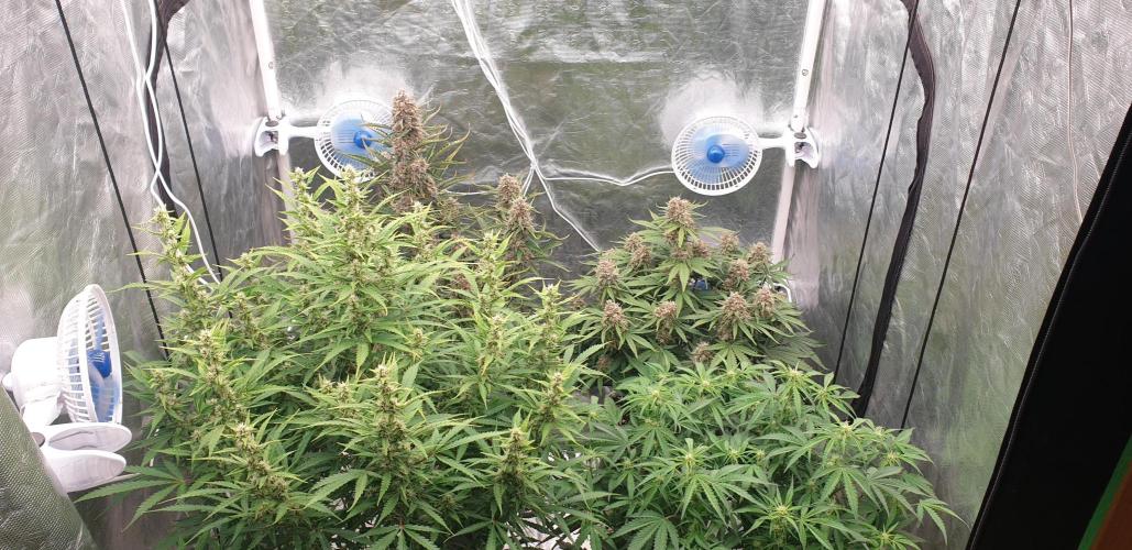 GreenPoisonRedGorillaGirl&GorillaCookies. Week 9 - day57