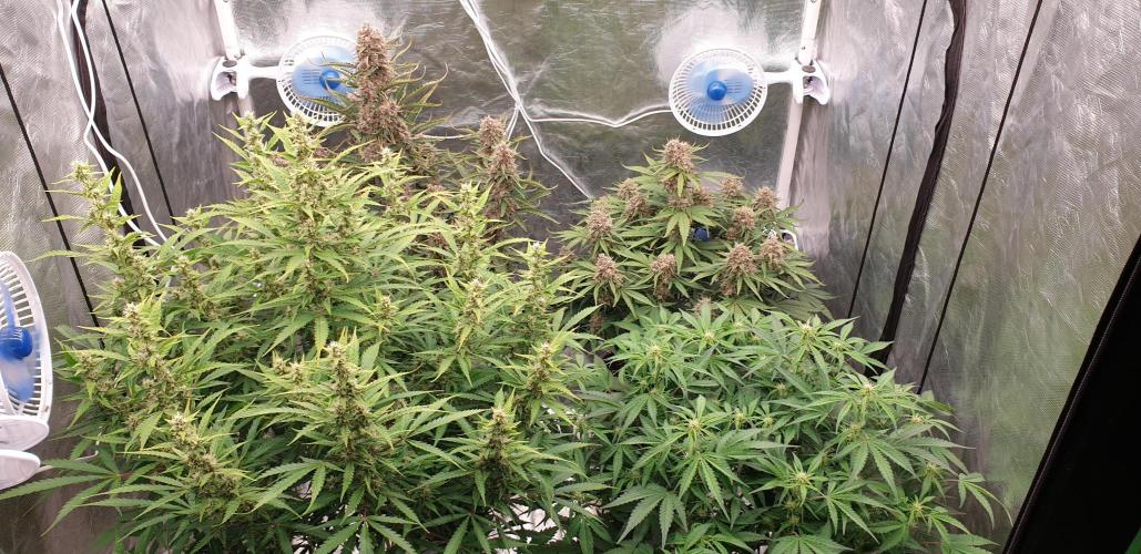 GreenPoisonRedGorillaGirl&GorillaCookies. Week 9 - day58