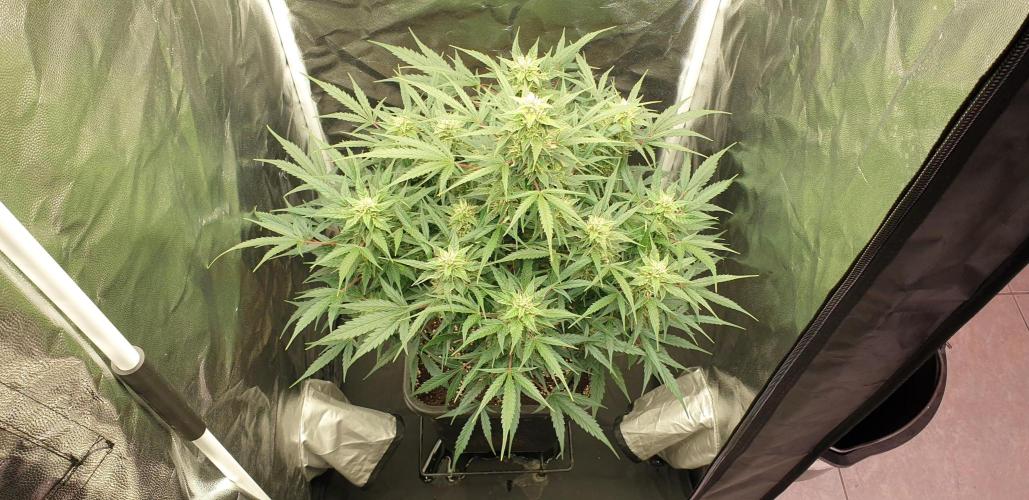 GreenPoisonRedGorillaGirl&GorillaCookies. Week 9 - day58