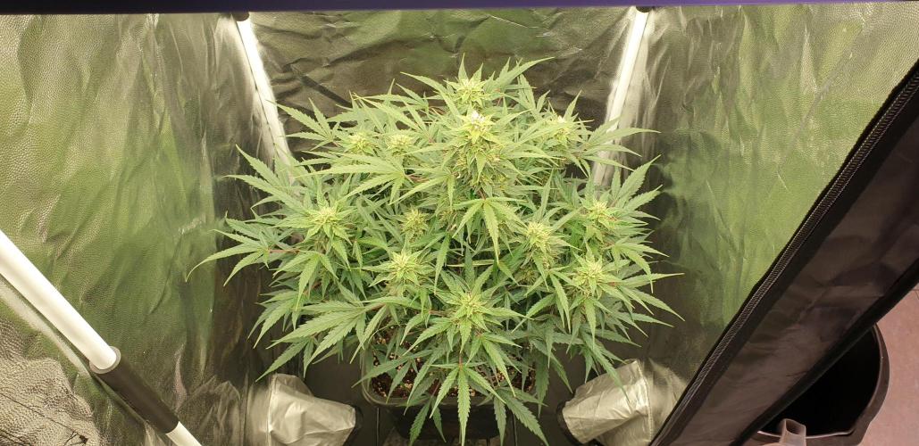 GreenPoisonRedGorillaGirl&GorillaCookies. Week 9 - day60