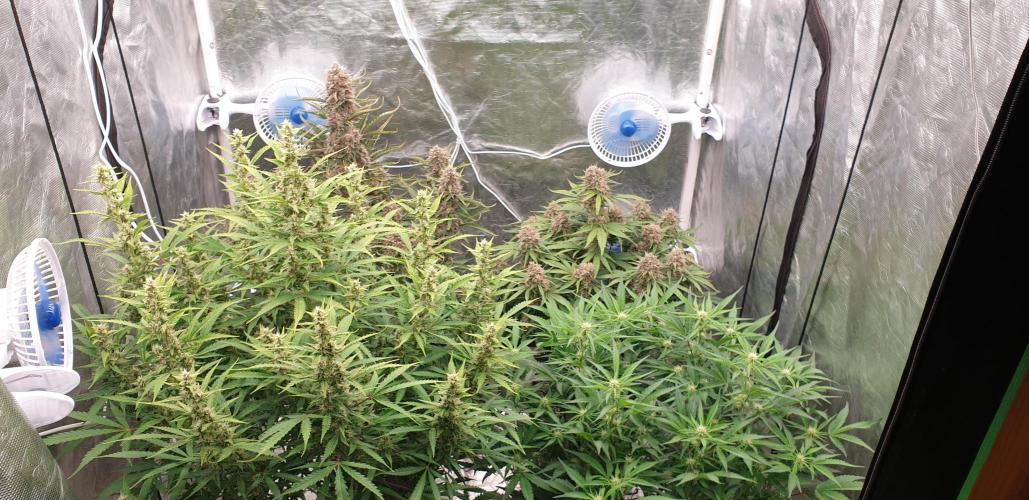 GreenPoisonRedGorillaGirl&GorillaCookies. Week 9 - day60