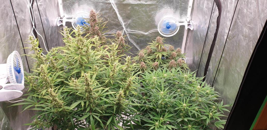 GreenPoisonRedGorillaGirl&GorillaCookies. Week 9 - day61