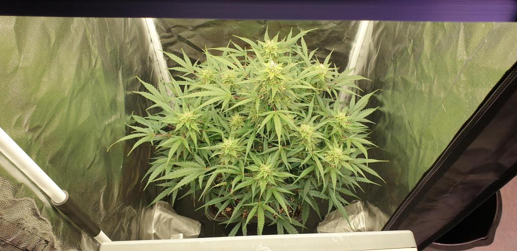 GreenPoisonRedGorillaGirl&GorillaCookies. Week 9 - day61