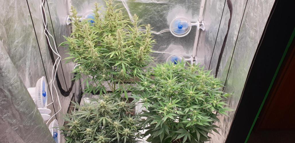 GreenPoisonRedGorillaGirl&GorillaCookies. Week 9 - day62