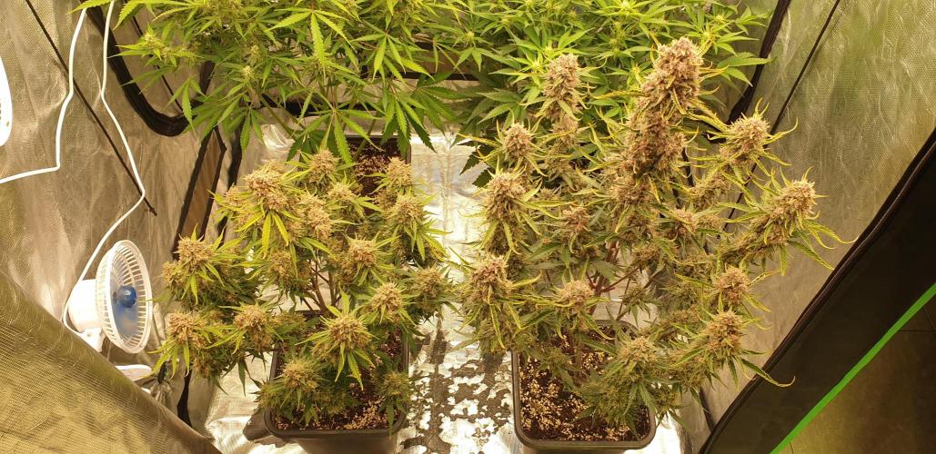 GreenPoisonRedGorillaGirl&GorillaCookies. Week 10 - day62