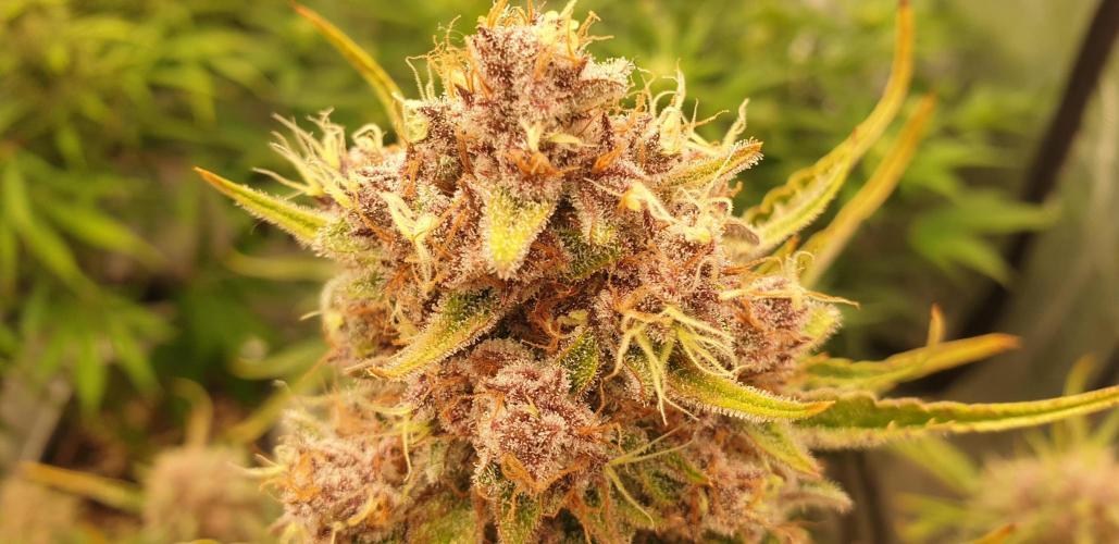 GreenPoisonRedGorillaGirl&GorillaCookies. Week 10 - day62