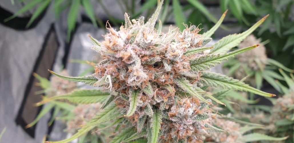 GreenPoisonRedGorillaGirl&GorillaCookies. Week 10 - day62