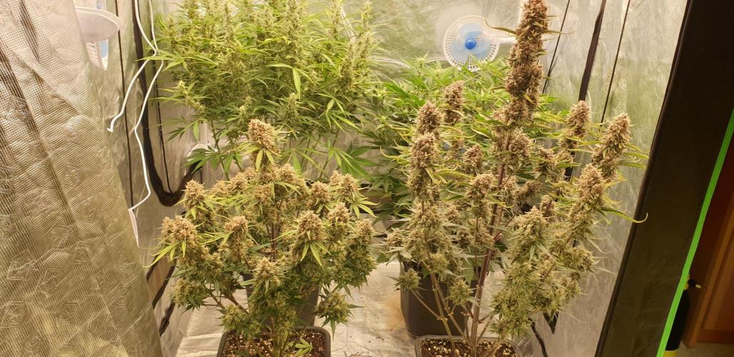 GreenPoisonRedGorillaGirl&GorillaCookies. Week 10 - day62