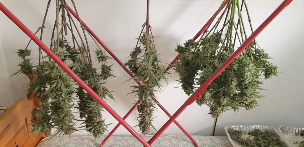 GreenPoisonRedGorillaGirl&GorillaCookies. Week 10 - day62