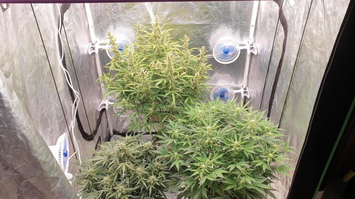 GreenPoisonRedGorillaGirl&GorillaCookies. Week 10 - day64