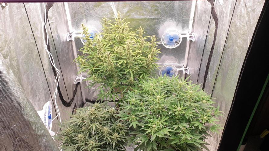 GreenPoisonRedGorillaGirl&GorillaCookies. Week 10 - day64