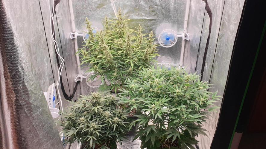 GreenPoisonRedGorillaGirl&GorillaCookies. Week 10 - day65