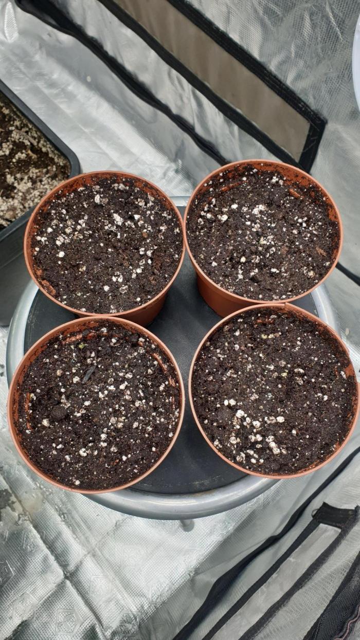 Sweet Seeds Tropicana Poison F1FV. Week 0 - day0