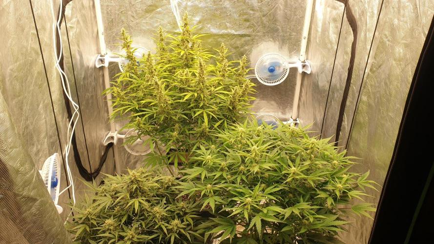 GreenPoisonRedGorillaGirl&GorillaCookies. Week 10 - day66