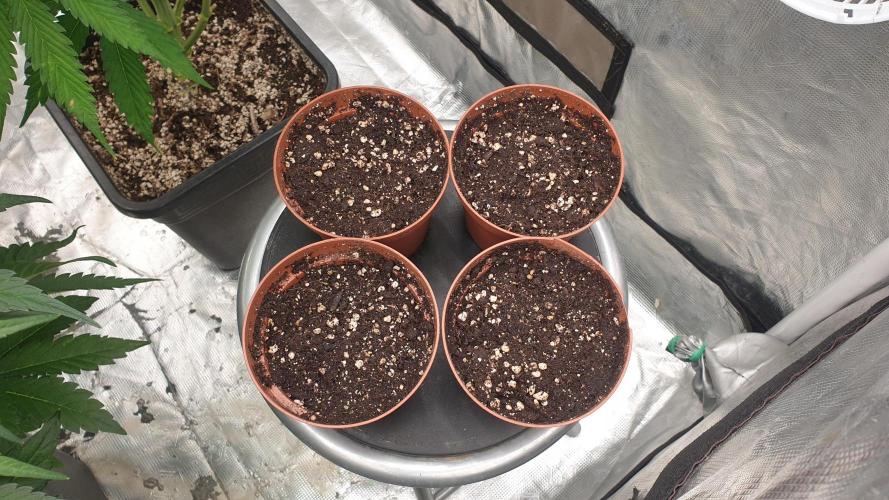 Sweet Seeds Tropicana Poison F1FV. Week 0 - day1