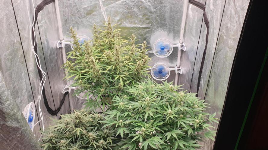 GreenPoisonRedGorillaGirl&GorillaCookies. Week 10 - day67