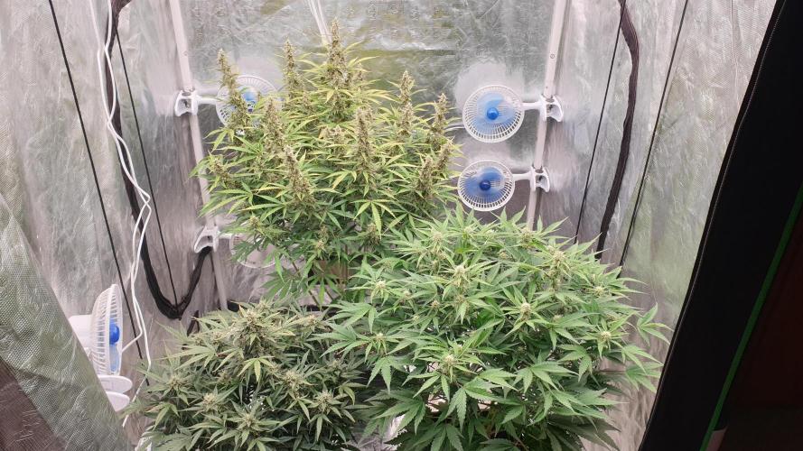 GreenPoisonRedGorillaGirl&GorillaCookies. Week 10 - day68