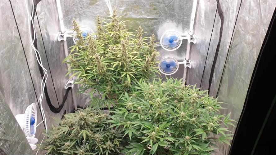 GreenPoisonRedGorillaGirl&GorillaCookies. Week 10 - day69