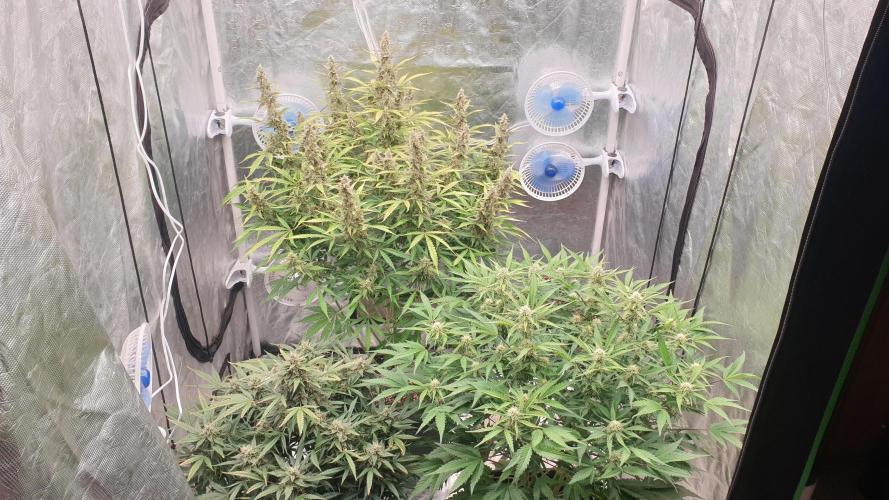 GreenPoisonRedGorillaGirl&GorillaCookies. Week 10 - day70