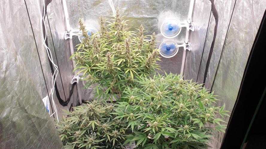 GreenPoisonRedGorillaGirl&GorillaCookies. Week 11 - day71/day51