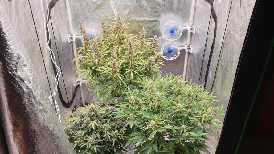 GreenPoisonRedGorillaGirl&GorillaCookies. Week 11 - day73