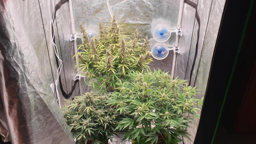 GreenPoisonRedGorillaGirl&GorillaCookies. Week 11 - day74