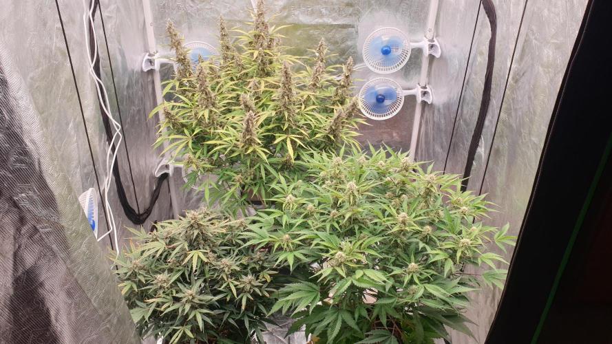 GreenPoisonRedGorillaGirl&GorillaCookies. Week 11 - day75