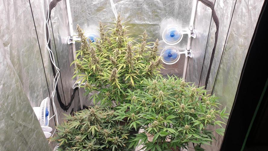 GreenPoisonRedGorillaGirl&GorillaCookies. Week 11 - day76