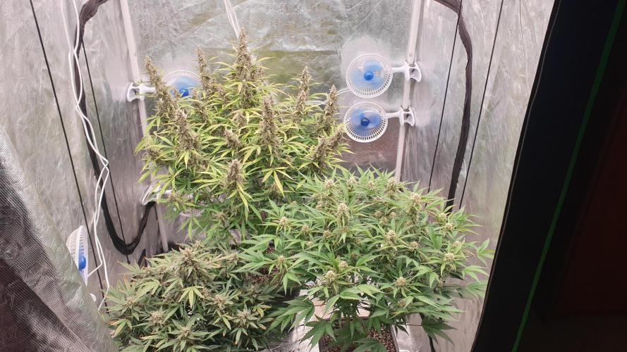 GreenPoisonRedGorillaGirl&GorillaCookies. Week 11 - day77