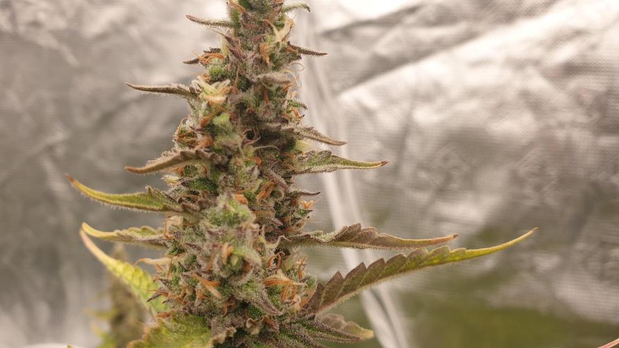 GreenPoisonRedGorillaGirl&GorillaCookies. Week 12