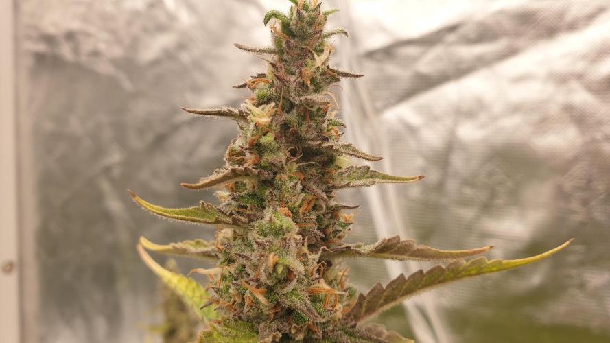 GreenPoisonRedGorillaGirl&GorillaCookies. Week 12