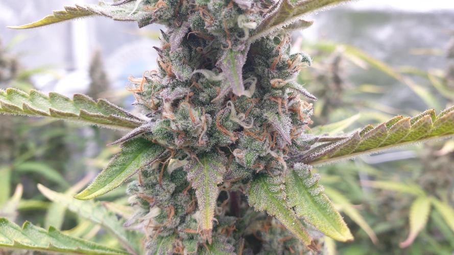 GreenPoisonRedGorillaGirl&GorillaCookies. Week 12