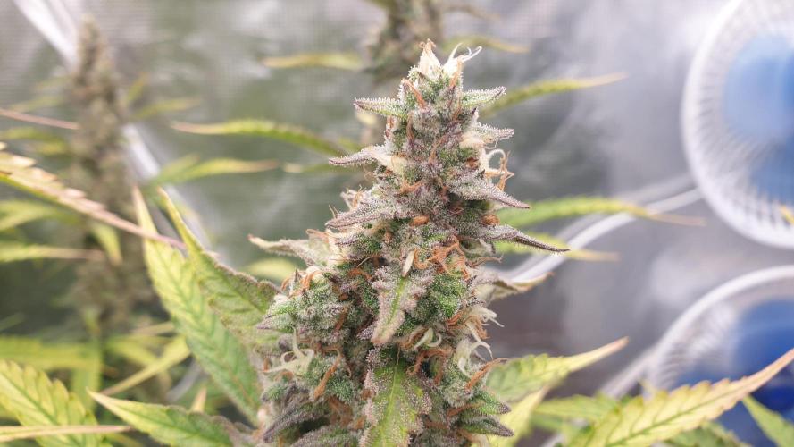 GreenPoisonRedGorillaGirl&GorillaCookies. Week 12