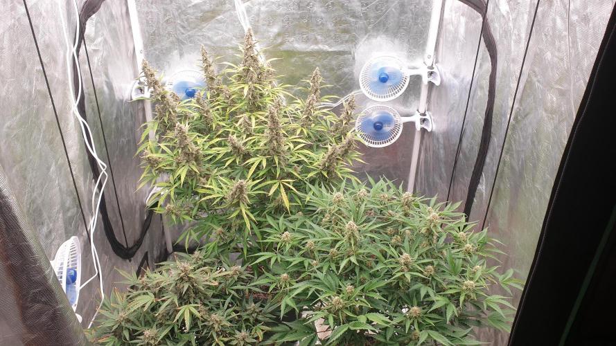 GreenPoisonRedGorillaGirl&GorillaCookies. Week 12 - day78/61